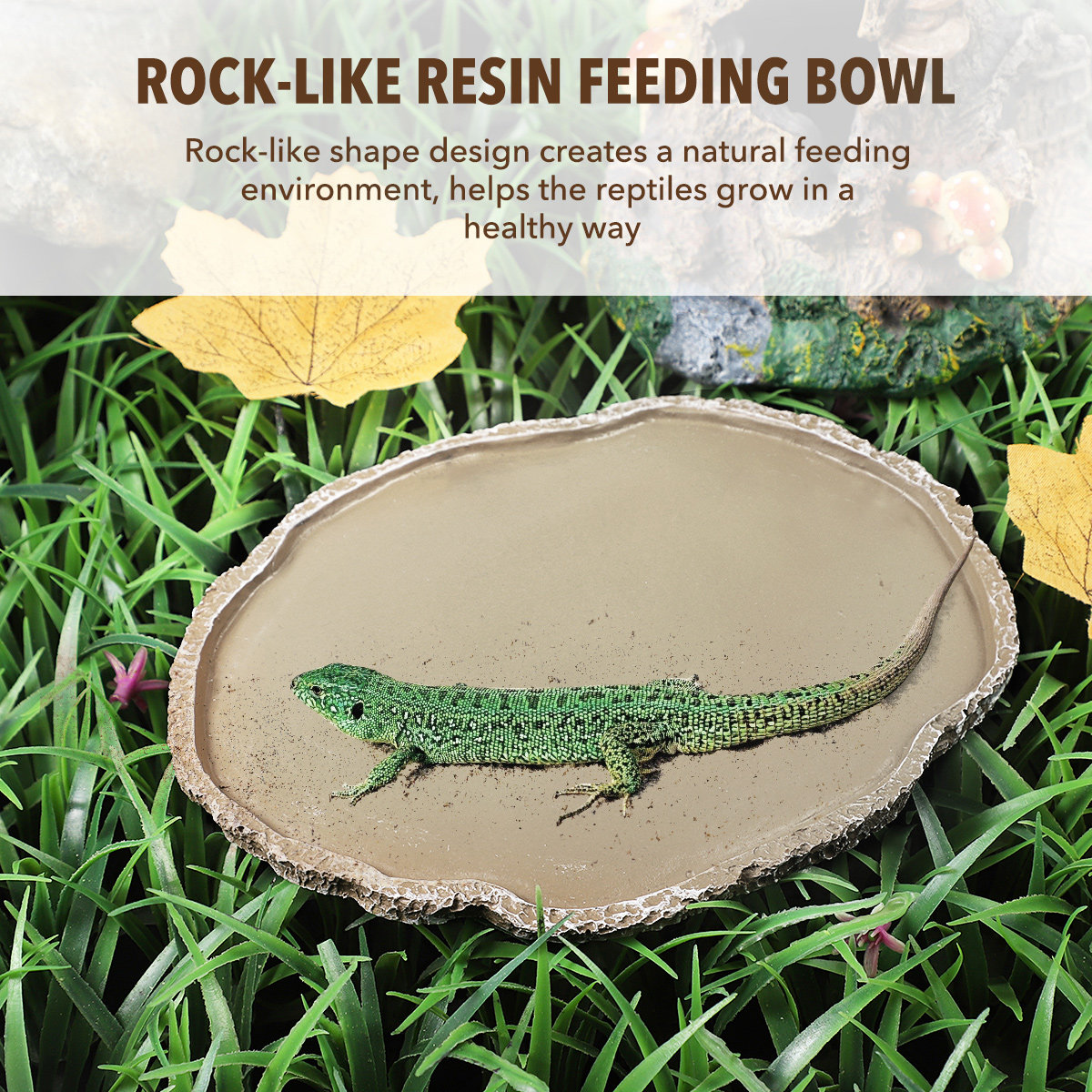 Mangkuk Makan Reptil dari Resi - Water Dish Reptile ulasan dan harga
