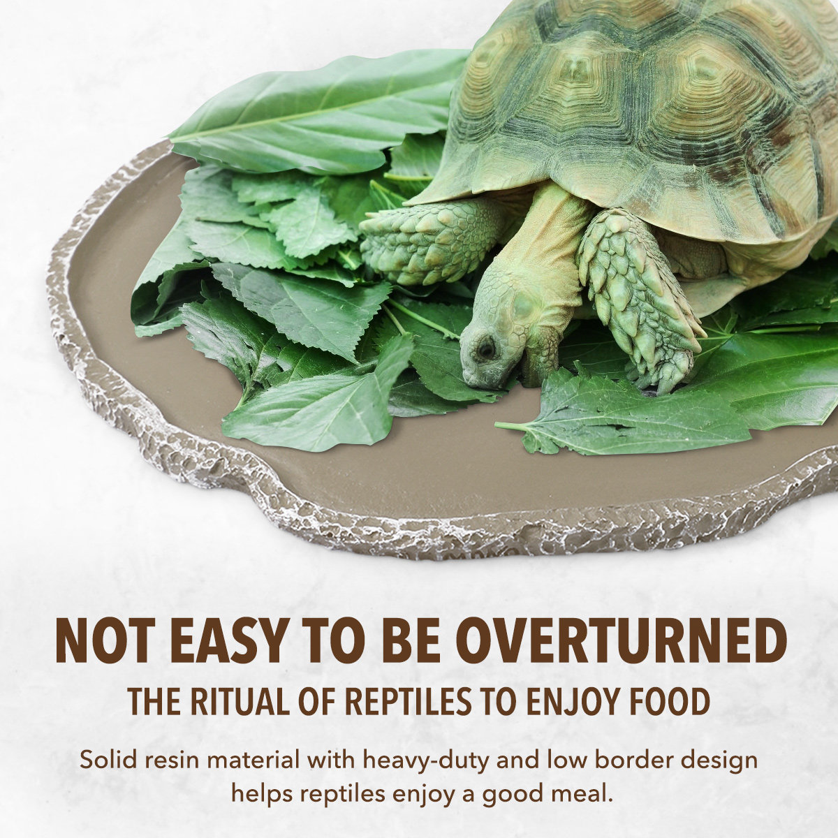 Mangkuk Makan Reptil dari Resi - Water Dish Reptile ulasan dan harga